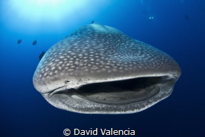 Whale Sharks frequent Mexico's Roca Partida almost year-r... by David Valencia 
